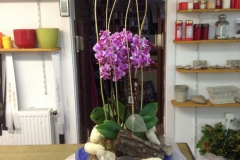 P 1  Dekorative Pflanzschale mit Orchideen